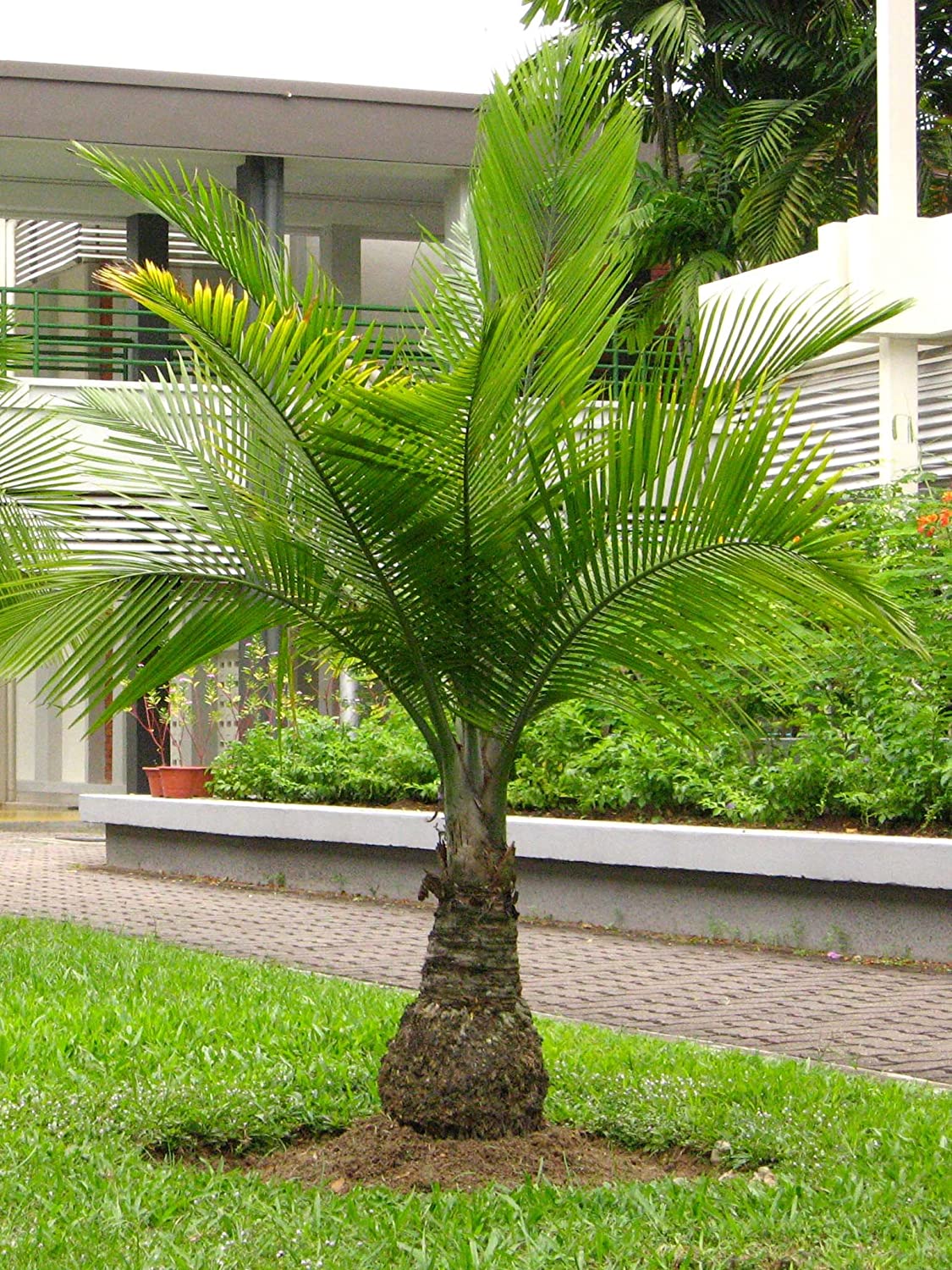 Phoenix Palm