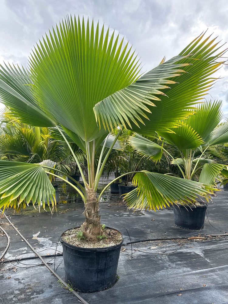 Fiji Fan Palm