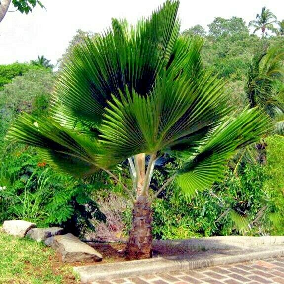 Sago Palm